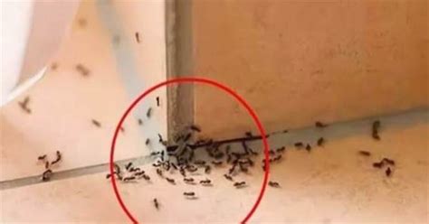 昀意思 家裡突然出現很多小螞蟻